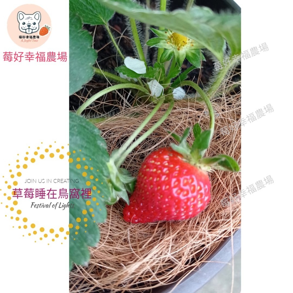 草莓睡在鳥窩裡 - 簡易栽培組 草莓種植 草莓苗栽培🍓莓好幸福農場🍓-細節圖2
