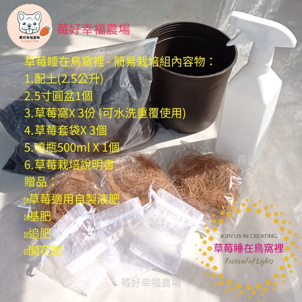 草莓睡在鳥窩裡 - 簡易栽培組 草莓種植 草莓苗栽培🍓莓好幸福農場🍓-細節圖3