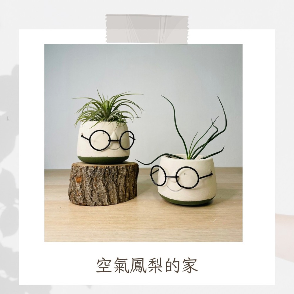 花盆王 知雨若泥 眼鏡哥INS水泥盆花器盆器花瓶乾燥花永生花水晶組盆•多肉觀葉植物山烏龜盆栽•空氣鳳梨彩葉芋園藝水族造景-細節圖9