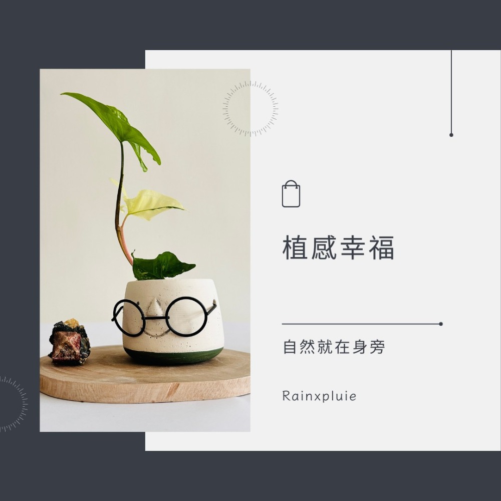 花盆王 知雨若泥 眼鏡哥INS水泥盆花器盆器花瓶乾燥花永生花水晶組盆•多肉觀葉植物山烏龜盆栽•空氣鳳梨彩葉芋園藝水族造景-細節圖11