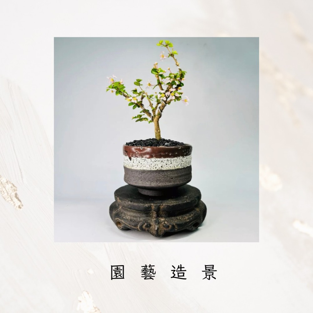 花盆王 知雨若泥 黑色石頭舖面石鵝卵石•塊根植物龍舌蘭仙人掌 枯山水園藝介質資材•魚缸水族造景裝飾•迷你烤蕃薯場景黑扁石-細節圖5