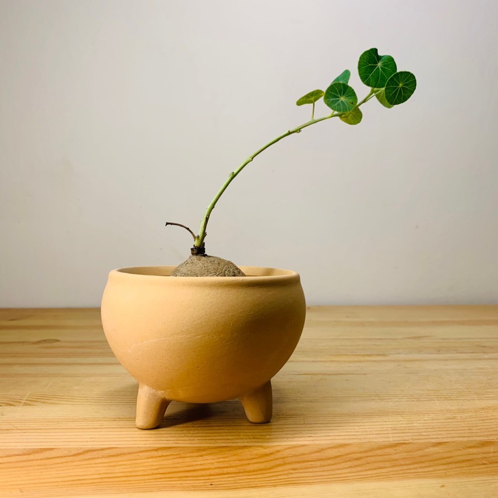 花盆王 知雨若泥 透氣三足半圓素燒盆器 種子薄荷香草山烏龜多肉植物仙人掌水草陶盆栽•水晶收納乾燥花束DIY組盆•台灣現貨-細節圖2