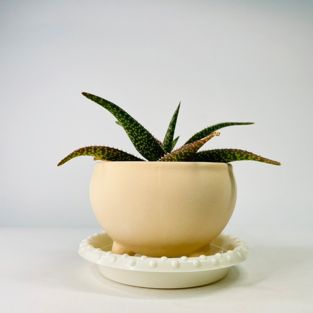 花盆王 知雨若泥 透氣三足半圓素燒盆器 種子薄荷香草山烏龜多肉植物仙人掌水草陶盆栽•水晶收納乾燥花束DIY組盆•台灣現貨-細節圖7