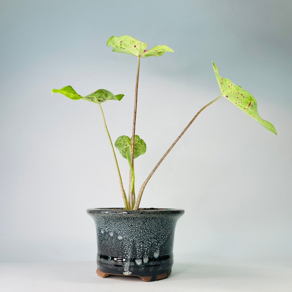 花盆王 知雨若泥 復古彩釉寬口3吋盆器•多肉彩葉芋鹿角蕨類苔球觀葉室內植物盆栽組盆•櫃檯辦公室小物園藝水族造景•台灣現貨-細節圖3