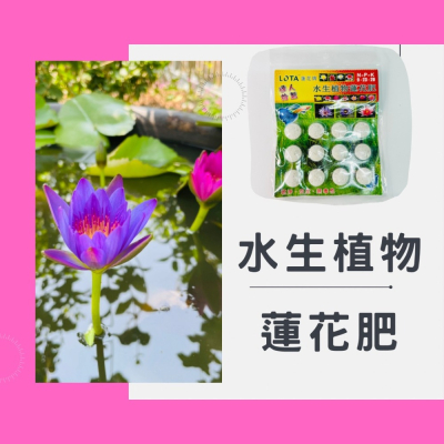 花盆王 知雨若泥 園藝肥料 蓮花牌水生植物蓮花肥 蓮花荷花睡蓮一葉蓮浮萍水草•INS水耕水族造景•台灣現貨