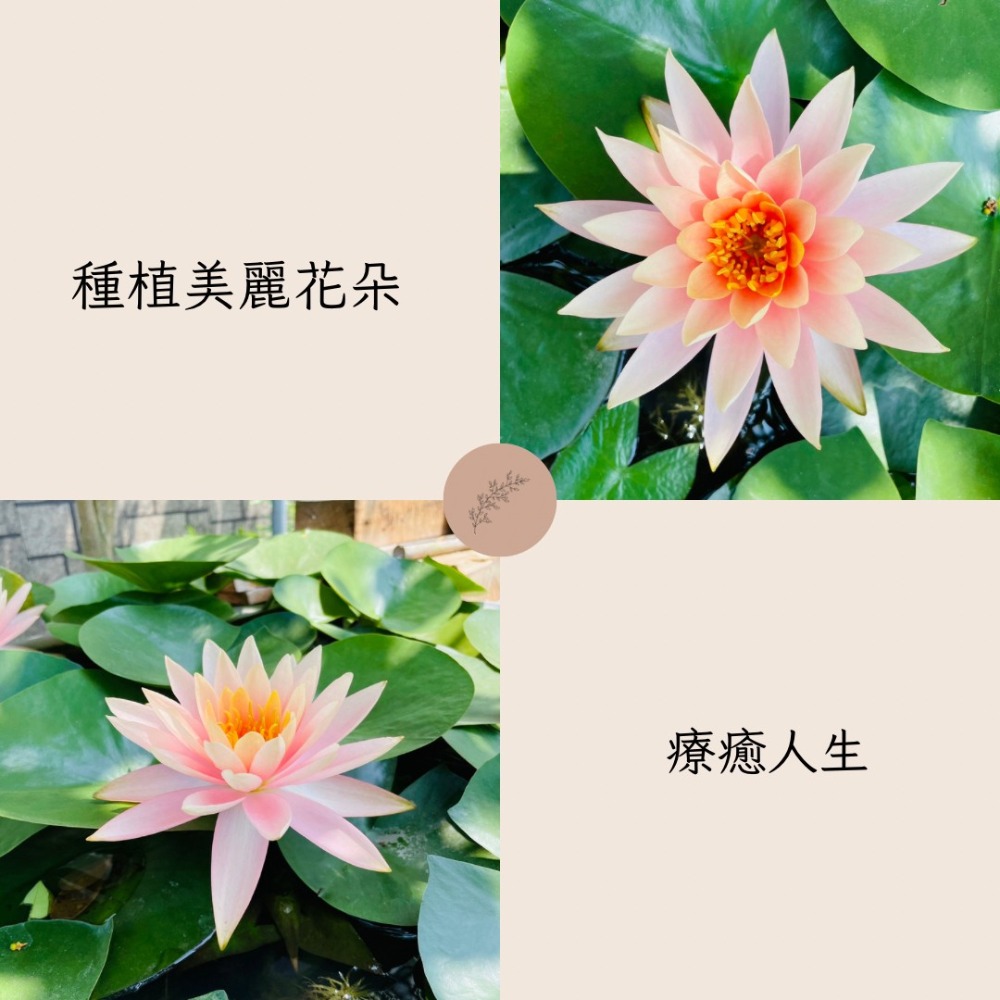 花盆王 知雨若泥 園藝肥料 蓮花牌水生植物蓮花肥 蓮花荷花睡蓮一葉蓮浮萍水草•INS水耕水族造景•台灣現貨-細節圖4