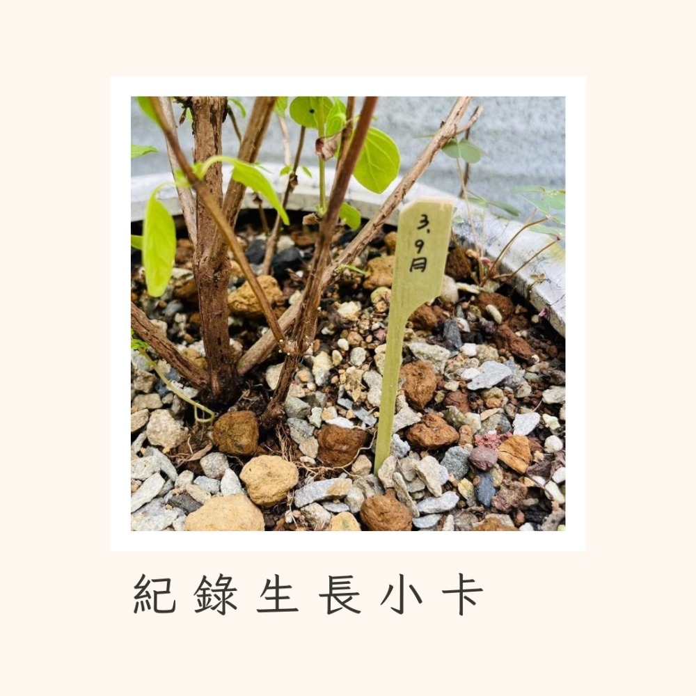 花盆王 知雨若泥 日本風竹製植物標籤名牌•竹子卡片插牌•乾燥花永生花牌花插盆栽•玫瑰桂花樹仙人掌種子標示園藝資材祝福小卡-細節圖2