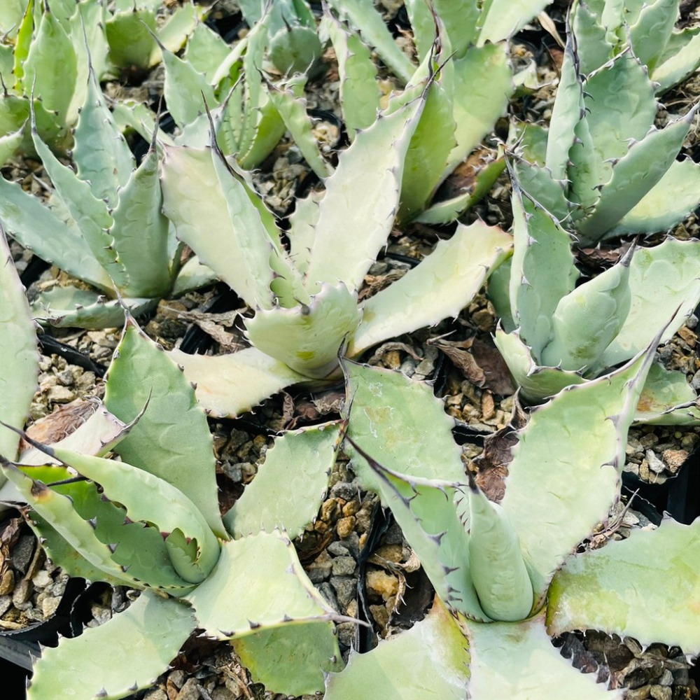 植物款 花盆王 知雨若泥 多肉植物•龍舌蘭•珍奇植物•特殊品種•Agave temacapulinensis-細節圖2