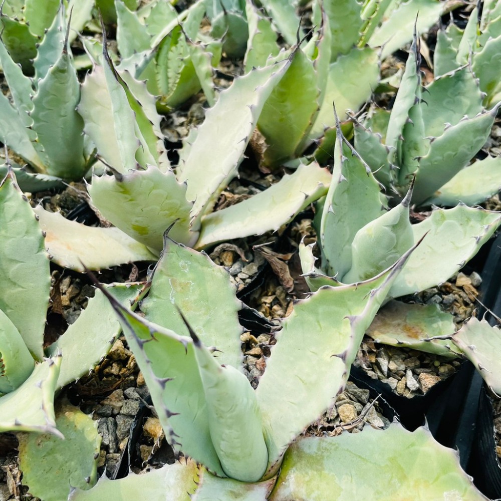 植物款 花盆王 知雨若泥 多肉植物•龍舌蘭•珍奇植物•特殊品種•Agave temacapulinensis-細節圖4