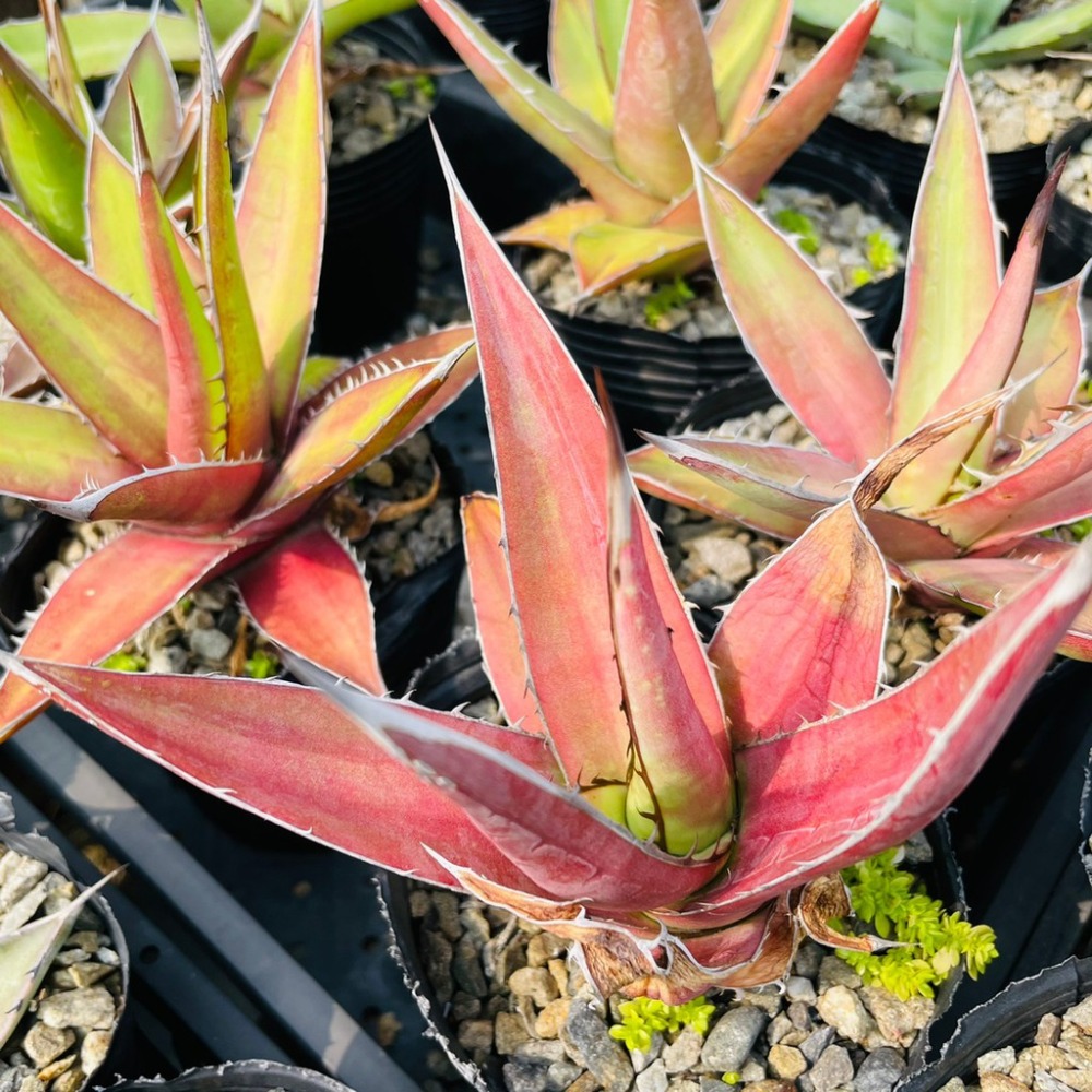 植物款 花盆王 知雨若泥 多肉植物•龍舌蘭•Agave kerchovei (Huajuapan Red)-細節圖2