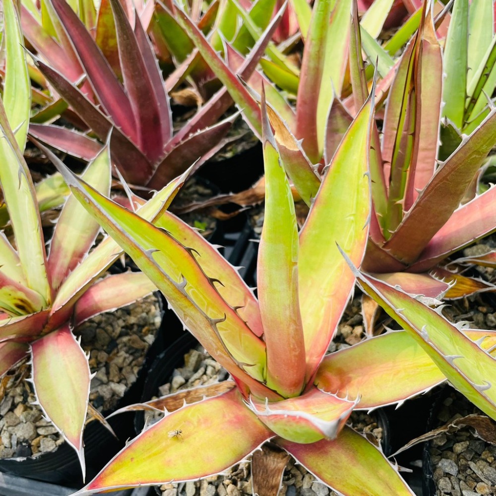 植物款 花盆王 知雨若泥 多肉植物•龍舌蘭•Agave kerchovei (Huajuapan Red)-細節圖6