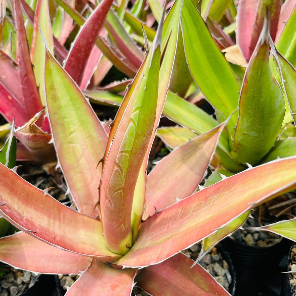 植物款 花盆王 知雨若泥 多肉植物•龍舌蘭•Agave kerchovei (Huajuapan Red)-細節圖7