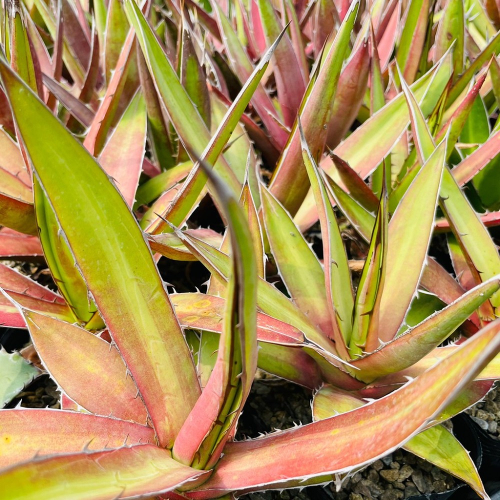 植物款 花盆王 知雨若泥 多肉植物•龍舌蘭•Agave kerchovei (Huajuapan Red)-細節圖9