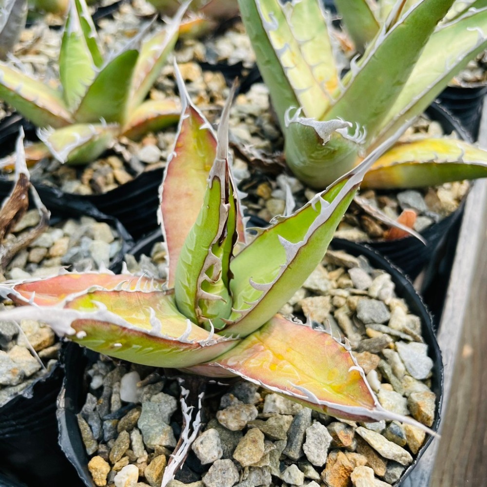 植物款 花盆王 知雨若泥 多肉植物•龍舌蘭•珍奇植物•特殊品種•Agave purpusorum-細節圖3