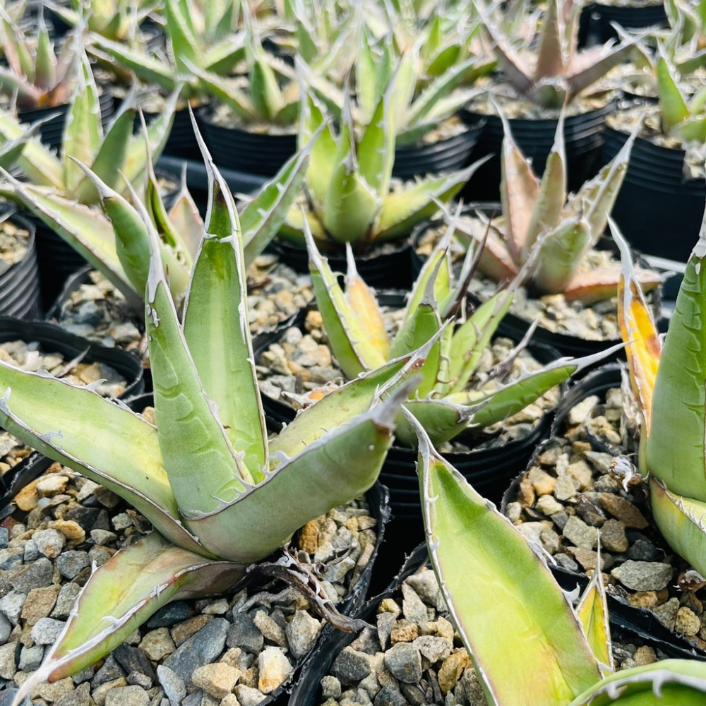 植物款 花盆王 知雨若泥 多肉植物•龍舌蘭•珍奇植物•特殊品種•Agave purpusorum-細節圖4