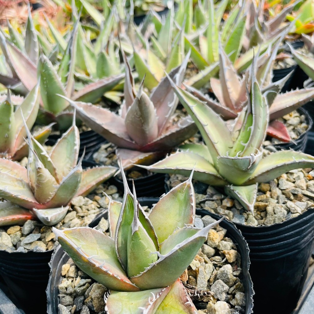 植物款 花盆王 知雨若泥 多肉植物•龍舌蘭•珍奇植物•特殊品種•Agave purpusorum-細節圖5