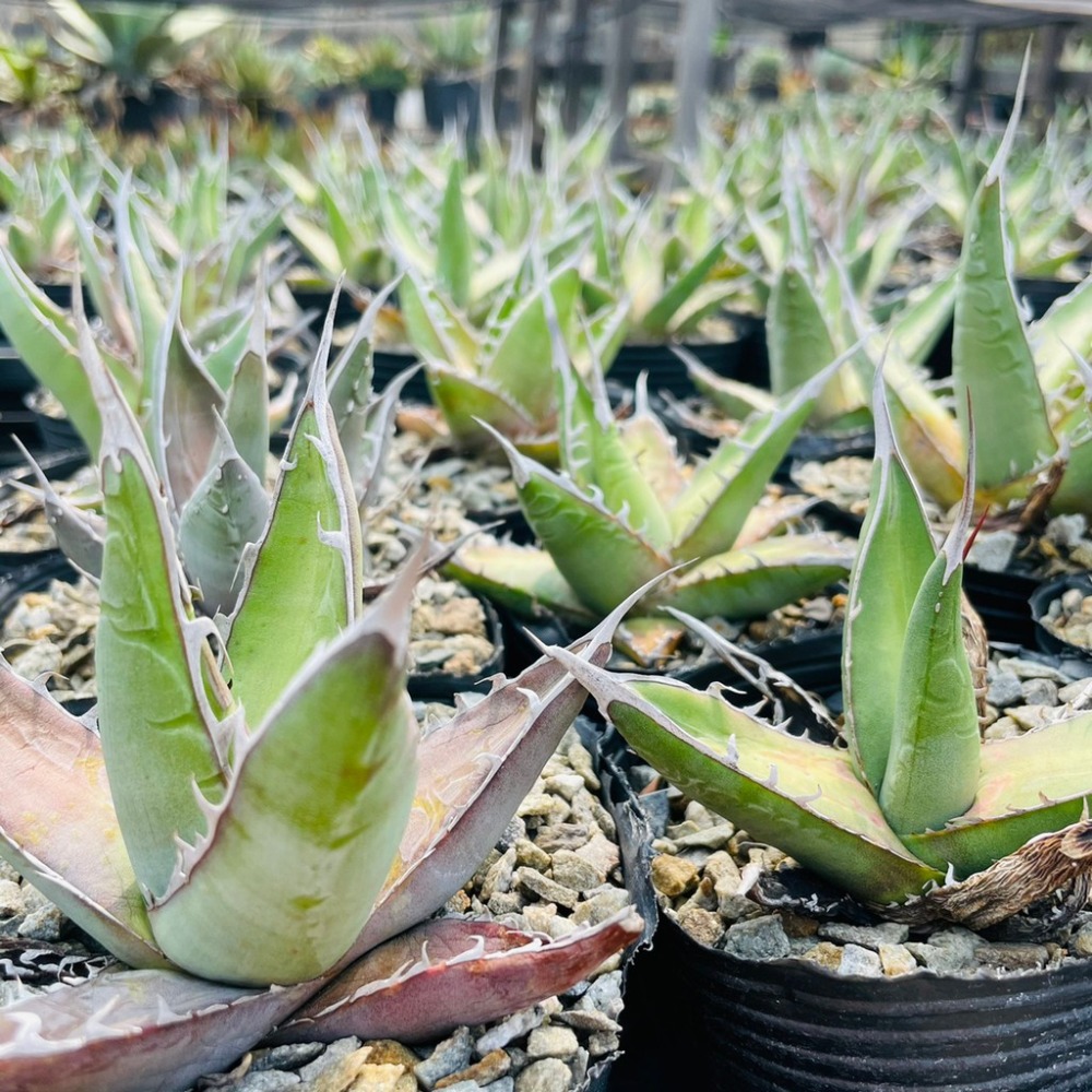 植物款 花盆王 知雨若泥 多肉植物•龍舌蘭•珍奇植物•特殊品種•Agave purpusorum-細節圖7