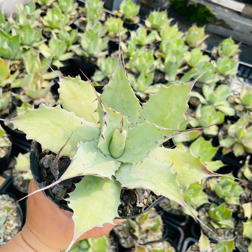 植物款 花盆王 知雨若泥 多肉植物•龍舌蘭•珍奇植物•特殊品種•Agave ovatifolia-細節圖3