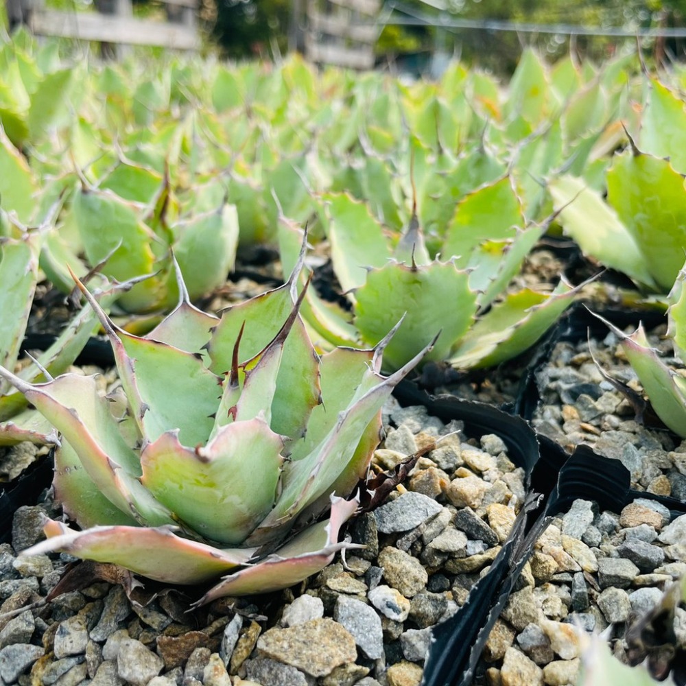 植物款 花盆王 知雨若泥 多肉植物•龍舌蘭•珍奇植物•特殊品種•Agave ovatifolia-細節圖4