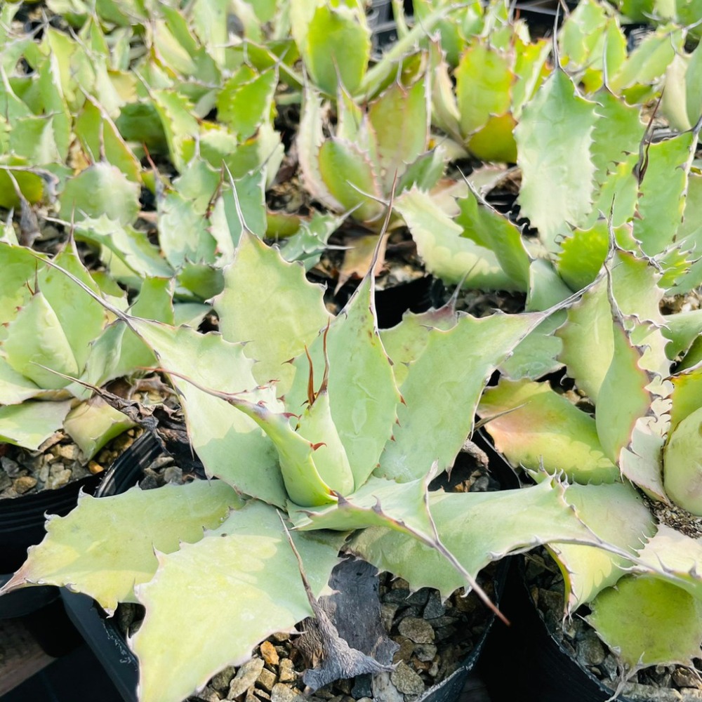 植物款 花盆王 知雨若泥 多肉植物•龍舌蘭•珍奇植物•特殊品種•Agave ovatifolia-細節圖5