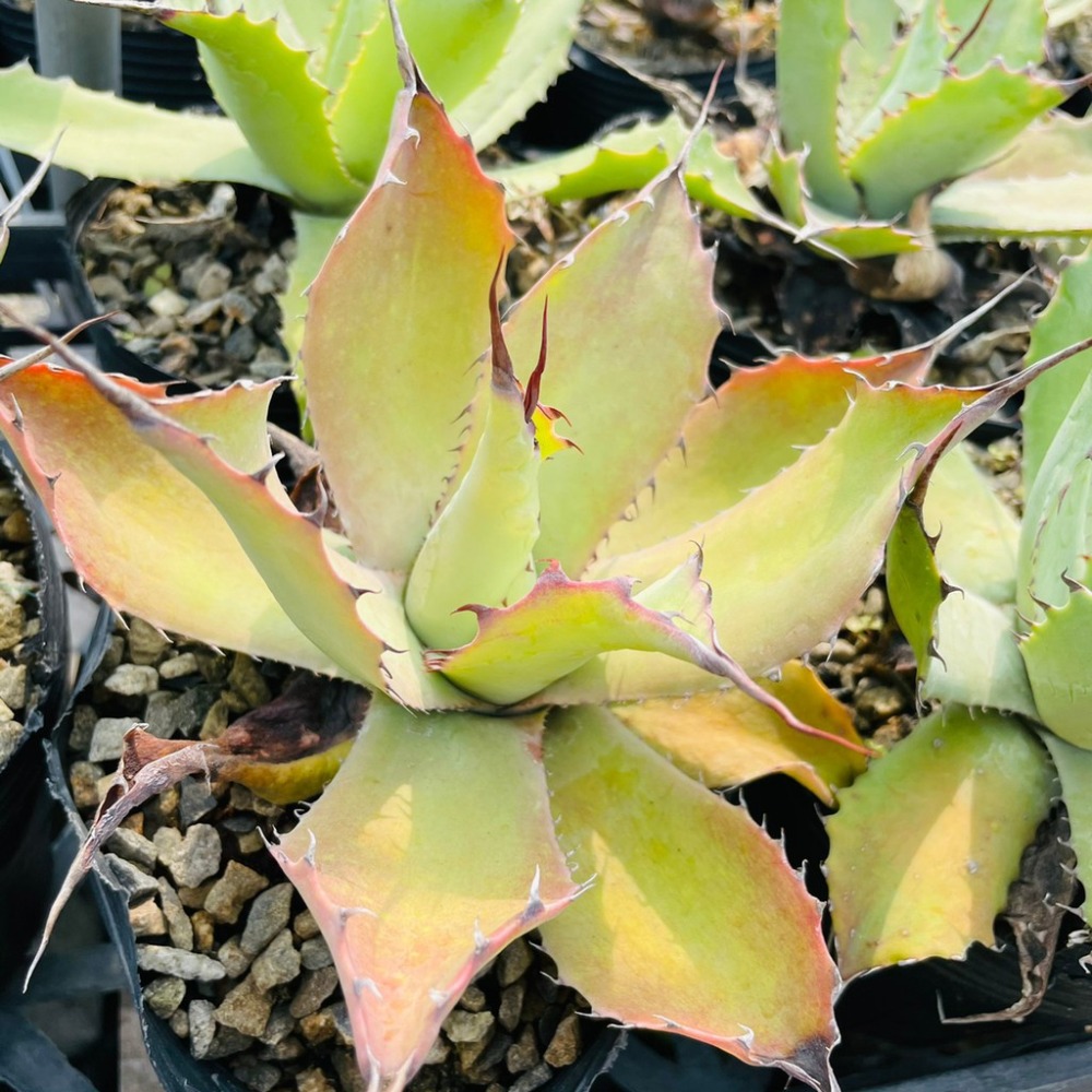 植物款 花盆王 知雨若泥 多肉植物•龍舌蘭•珍奇植物•特殊品種•Agave ovatifolia-細節圖6