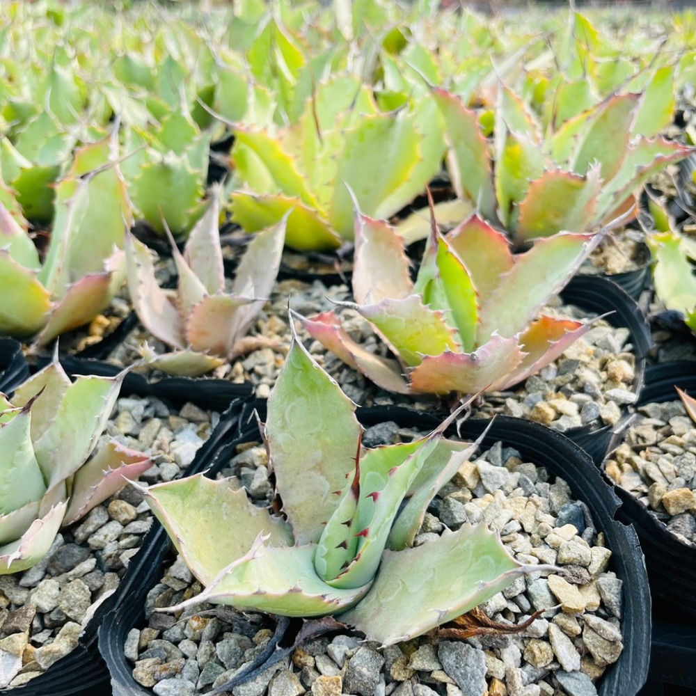 植物款 花盆王 知雨若泥 多肉植物•龍舌蘭•珍奇植物•特殊品種•Agave ovatifolia-細節圖7