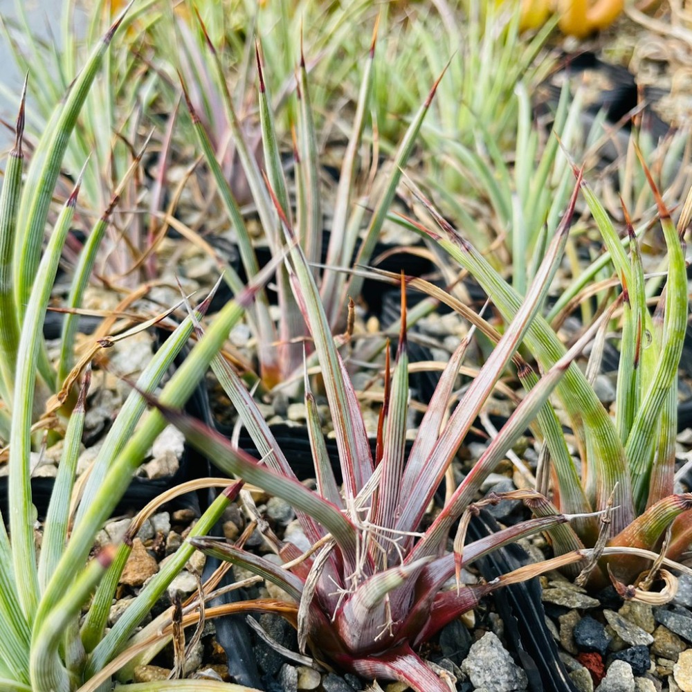 植物款 花盆王 知雨若泥 多肉植物•龍舌蘭•珍奇植物•特殊品種•Agave stricta-細節圖3