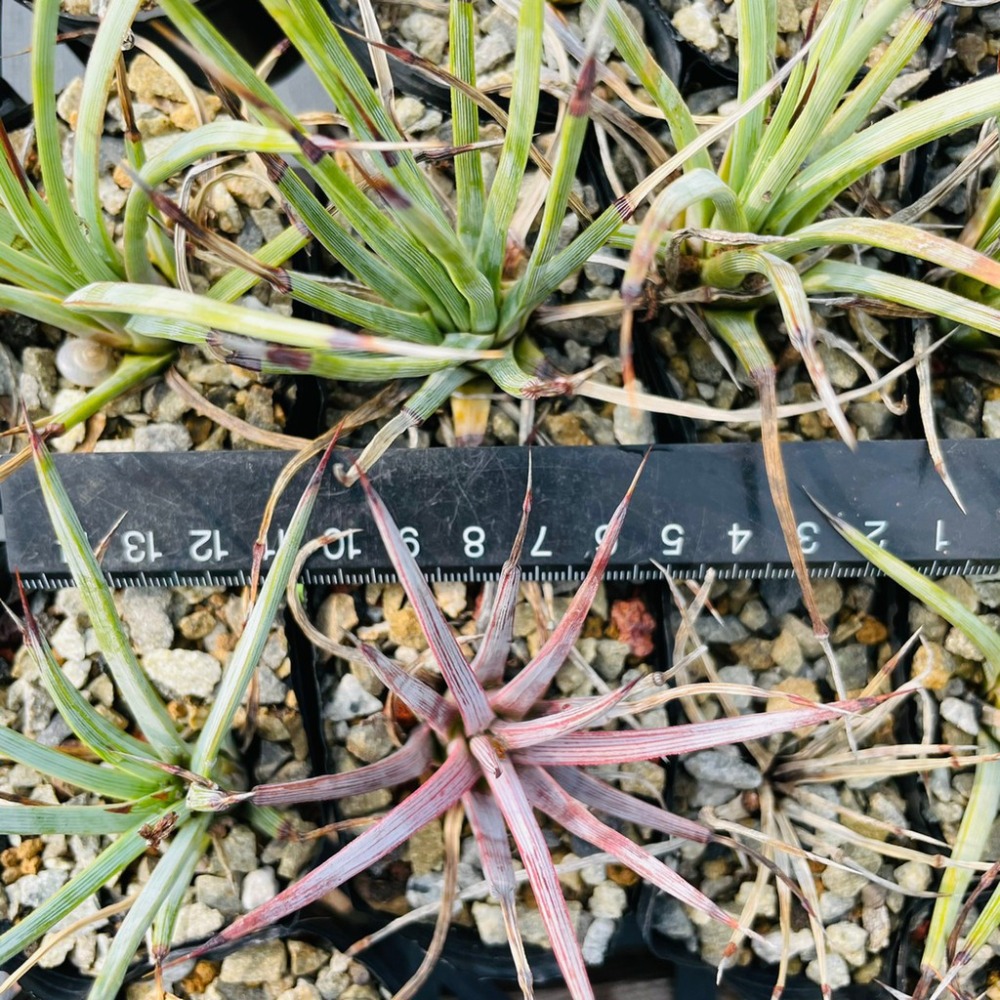 植物款 花盆王 知雨若泥 多肉植物•龍舌蘭•珍奇植物•特殊品種•Agave stricta-細節圖4