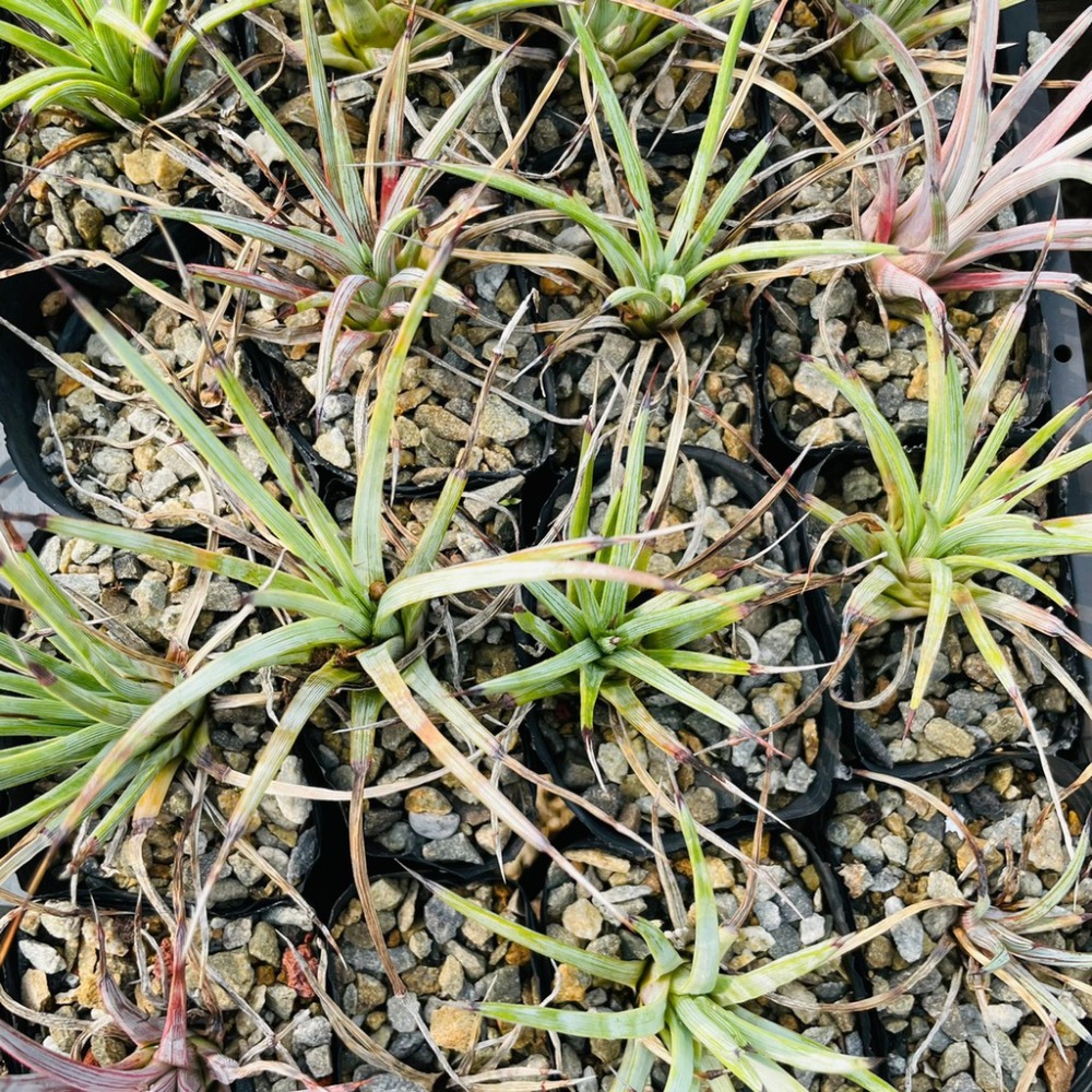 植物款 花盆王 知雨若泥 多肉植物•龍舌蘭•珍奇植物•特殊品種•Agave stricta-細節圖5