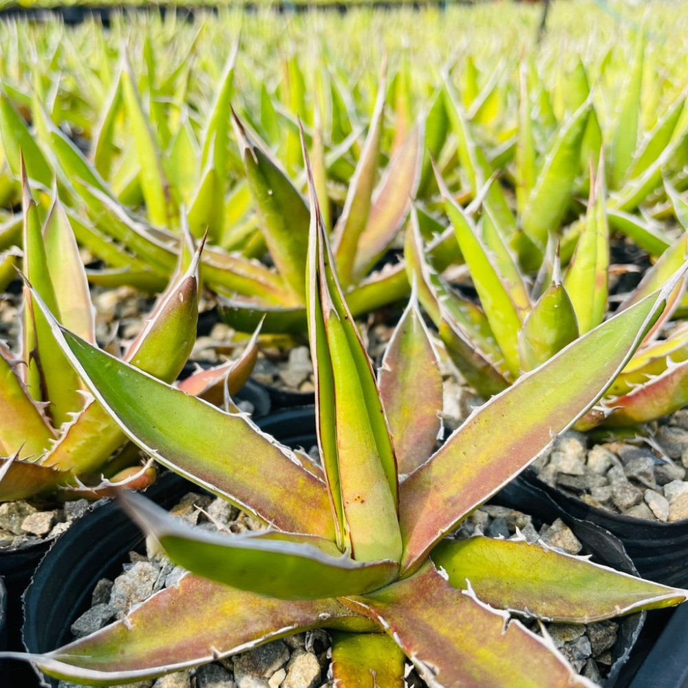 植物款 花盆王 知雨若泥 多肉植物•龍舌蘭•珍奇植物•特殊品種•Agave garciae-mendozae-細節圖5