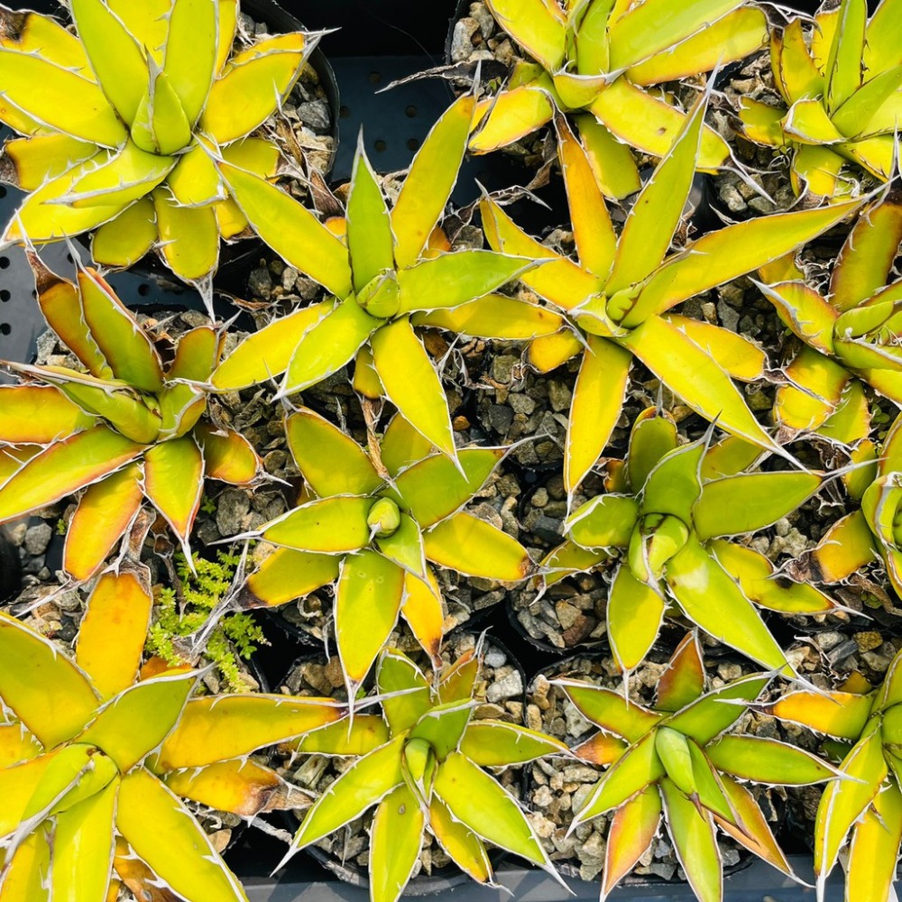 植物款 花盆王 知雨若泥 多肉植物•龍舌蘭•珍奇植物•特殊品種•Agave garciae-mendozae-細節圖7