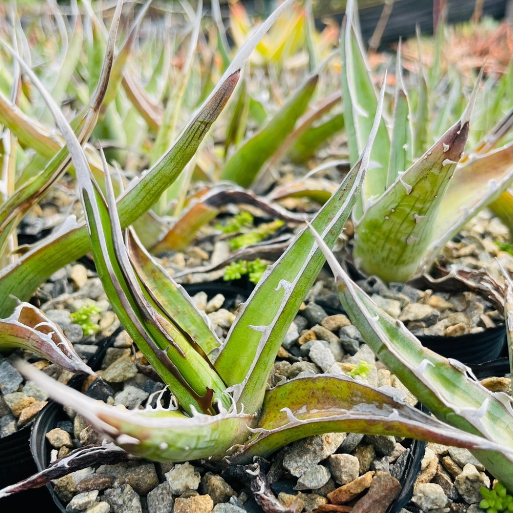 植物款 花盆王  知雨若泥 多肉植物•龍舌蘭•珍奇植物•特殊品種•Agave xylonacantha-細節圖3