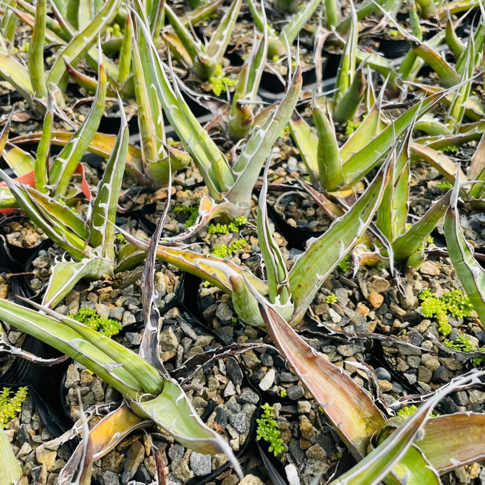 植物款 花盆王  知雨若泥 多肉植物•龍舌蘭•珍奇植物•特殊品種•Agave xylonacantha-細節圖4