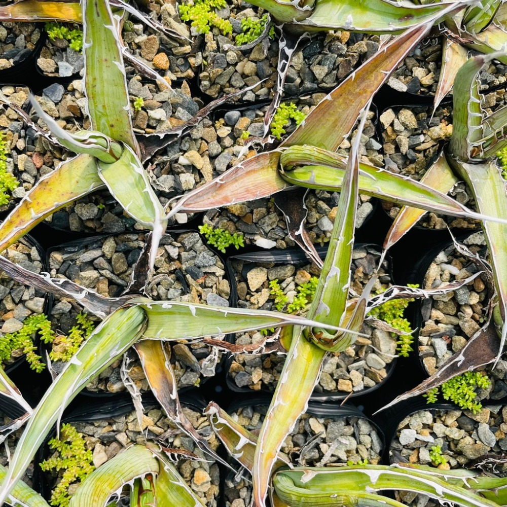 植物款 花盆王  知雨若泥 多肉植物•龍舌蘭•珍奇植物•特殊品種•Agave xylonacantha-細節圖5