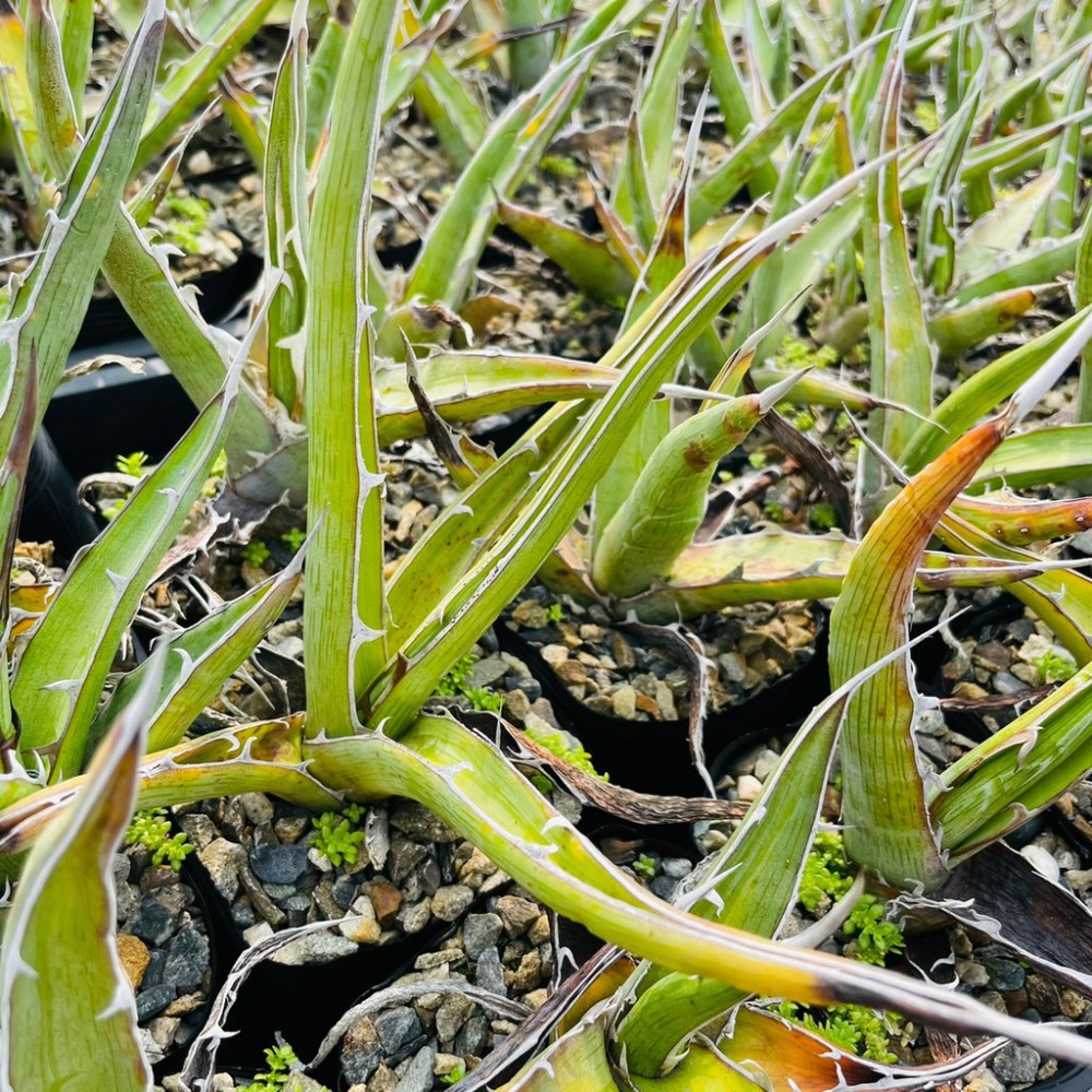 植物款 花盆王  知雨若泥 多肉植物•龍舌蘭•珍奇植物•特殊品種•Agave xylonacantha-細節圖6