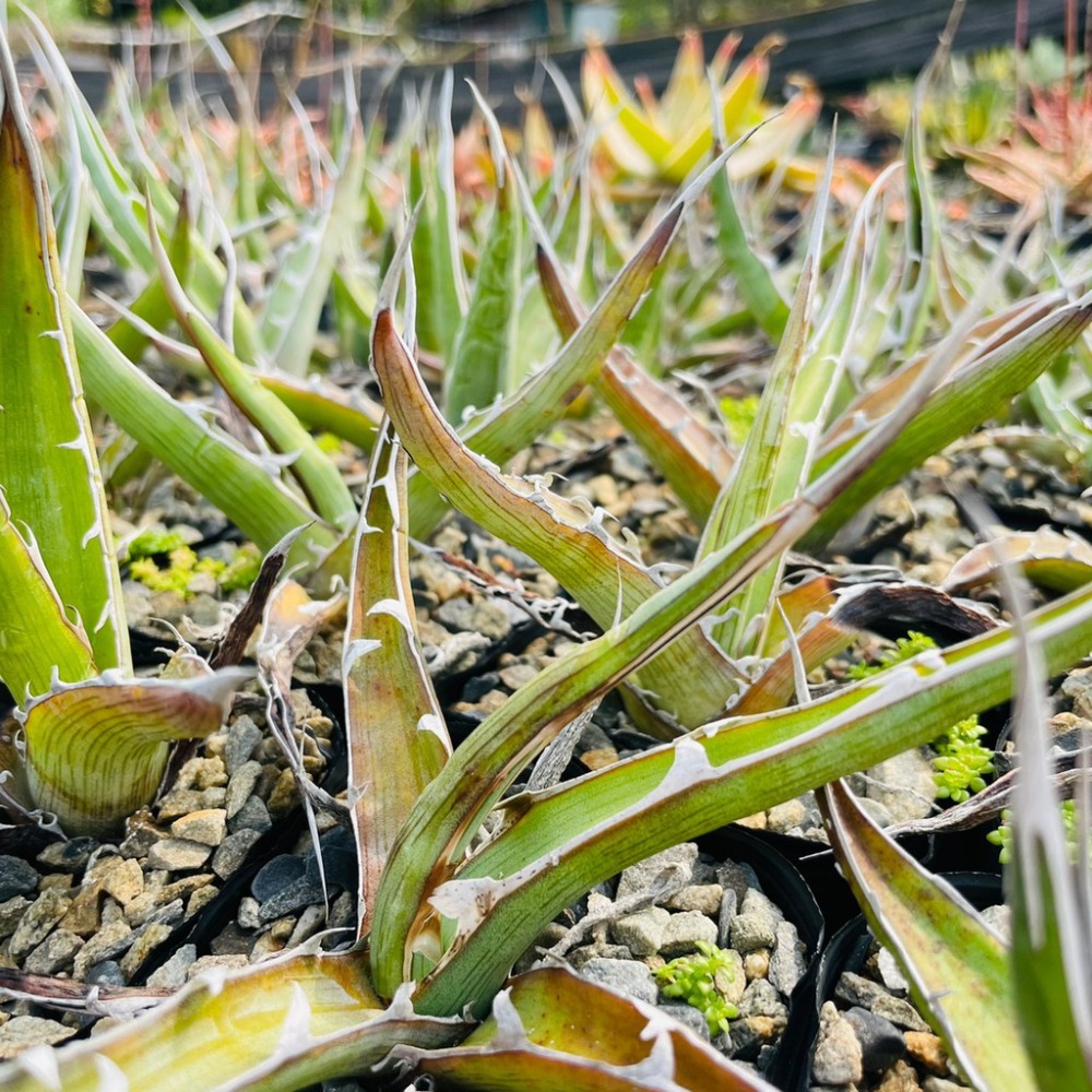 植物款 花盆王  知雨若泥 多肉植物•龍舌蘭•珍奇植物•特殊品種•Agave xylonacantha-細節圖7