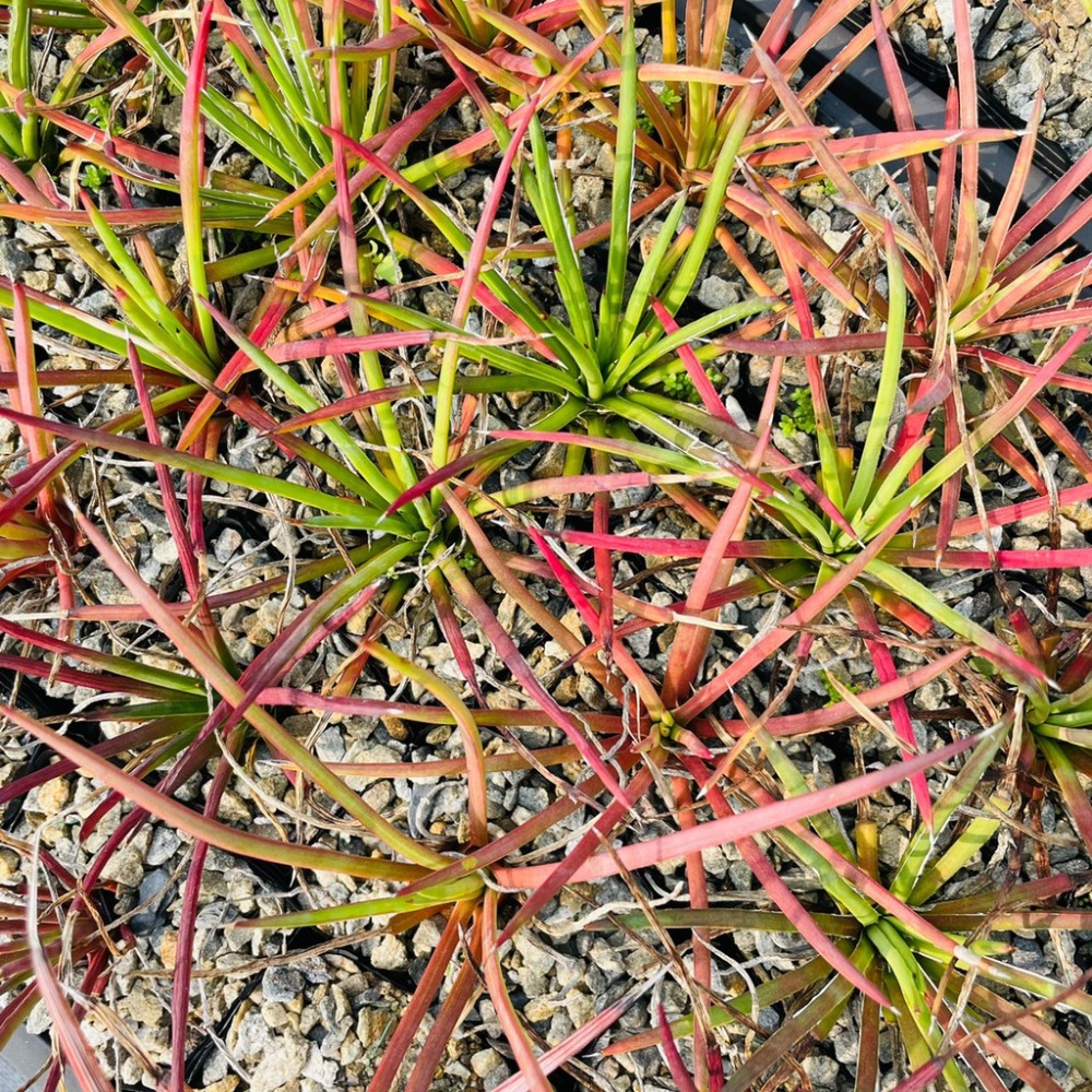 植物款 花盆王 知雨若泥 多肉植物•龍舌蘭•珍奇植物•特殊品種•Agave striata-細節圖3