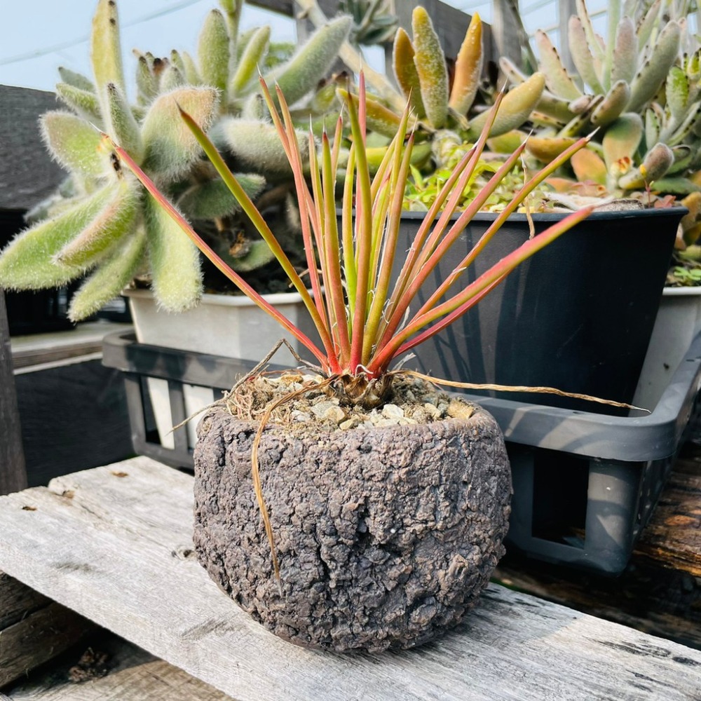 植物款 花盆王 知雨若泥 多肉植物•龍舌蘭•珍奇植物•特殊品種•Agave striata-細節圖4