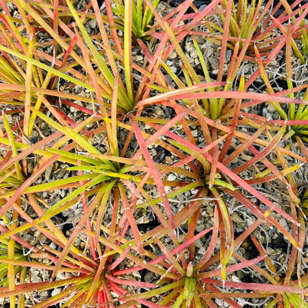 植物款 花盆王 知雨若泥 多肉植物•龍舌蘭•珍奇植物•特殊品種•Agave striata-細節圖5