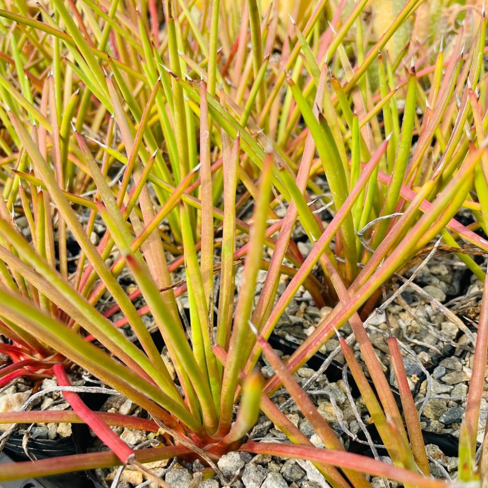 植物款 花盆王 知雨若泥 多肉植物•龍舌蘭•珍奇植物•特殊品種•Agave striata-細節圖6