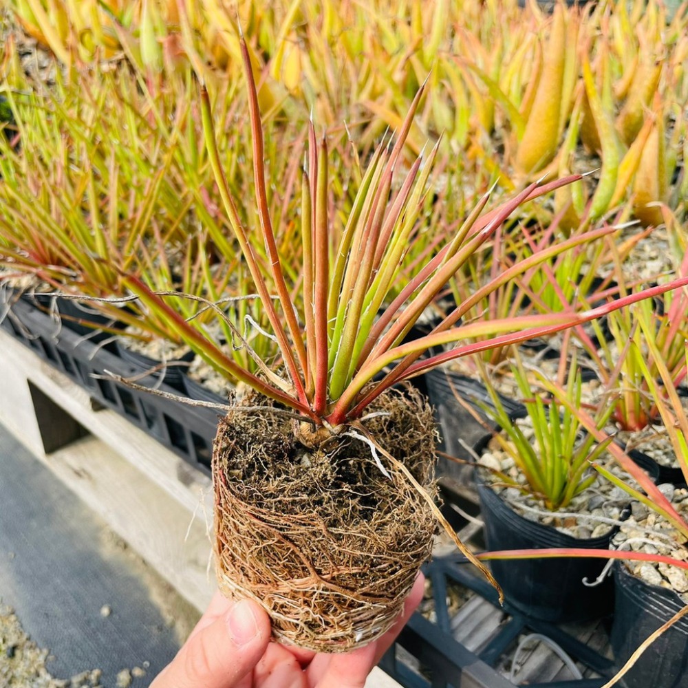 植物款 花盆王 知雨若泥 多肉植物•龍舌蘭•珍奇植物•特殊品種•Agave striata-細節圖9