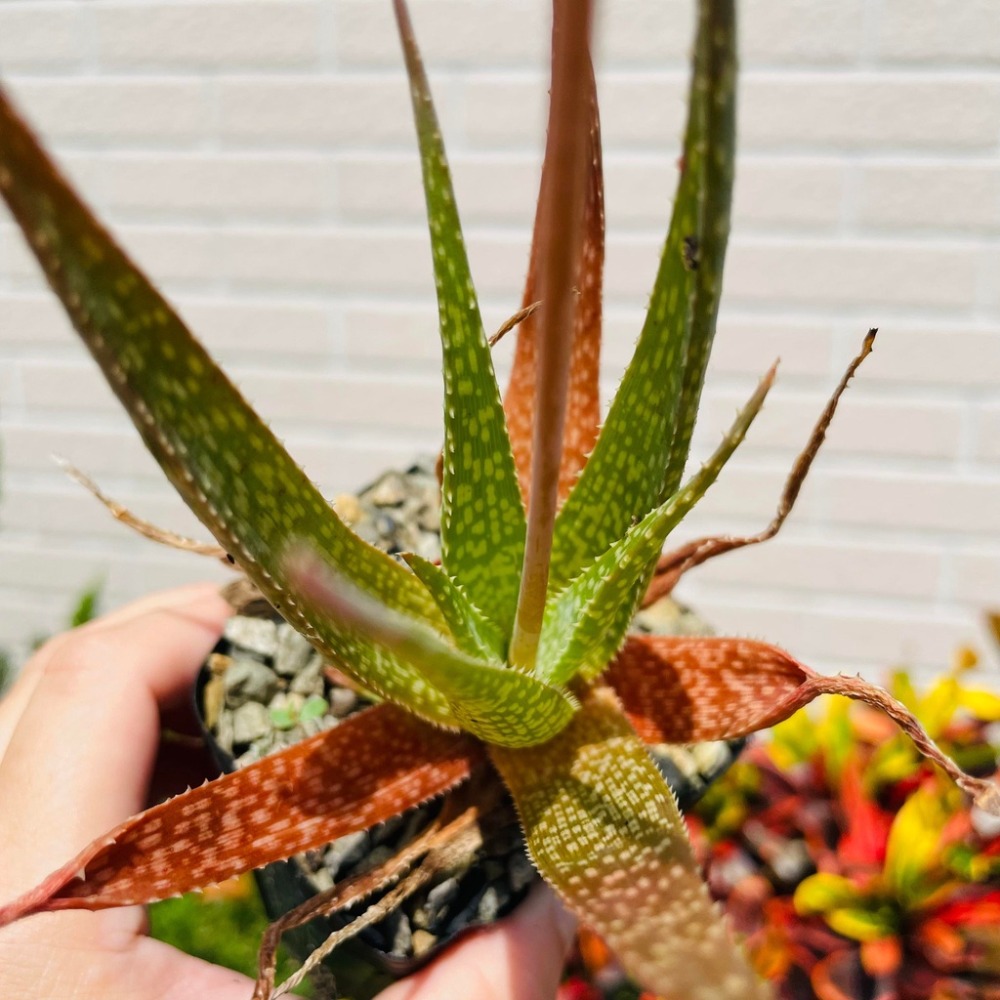 加購植物款 花盆王 知雨若泥 美型蘆薈 交換禮物 多肉INS室內植物 櫃台辦公室小物婚禮小物 生活用品 生日送禮盆栽組盆-細節圖3