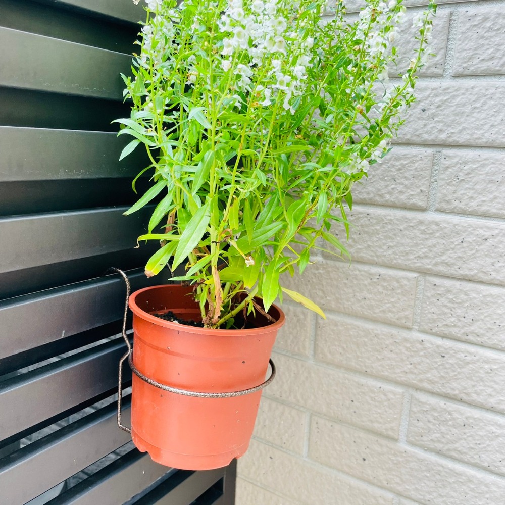 花盆王 知雨若泥 台灣製鐵藝黑金色花架 3吋4吋盆鐵架 多肉植物空氣鳳梨盆栽盆器金屬支架•掛勾掛盆•台灣現貨•園藝造景-細節圖11