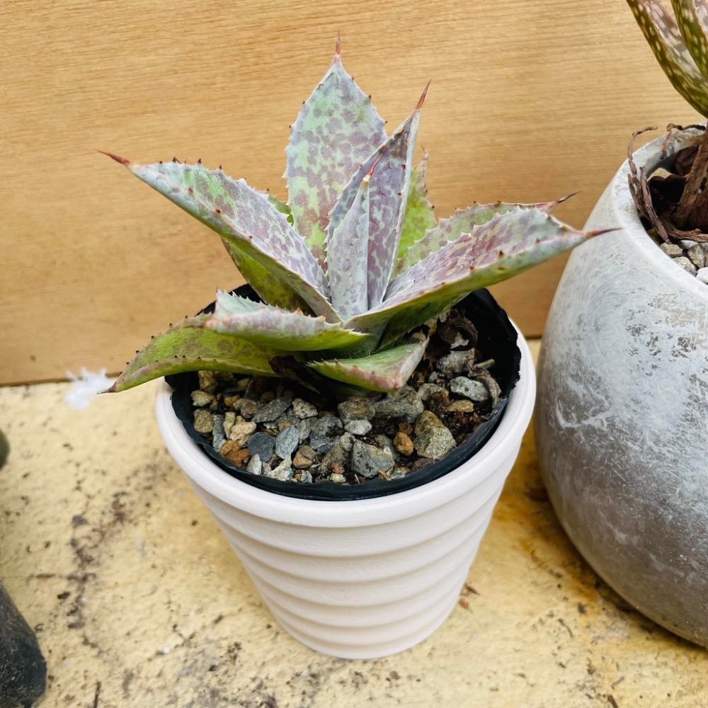 花盆王 知雨若泥 多肉植物盆栽•美術教學•園藝花盆批發•素胚陶盆•可DIY手繪創作盆器•台灣現貨•透氣膚色素燒條紋小盆-細節圖5
