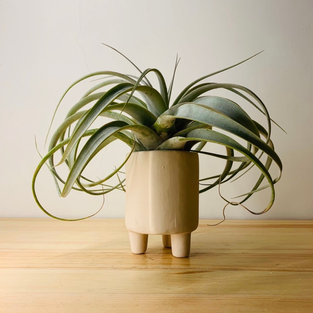 花盆王 知雨若泥 多肉植物盆栽批發•素坯花盆•DIY可手繪創作彩繪盆•美術材料•園藝透氣盆•台灣現貨•膚色小卷素燒盆-細節圖3