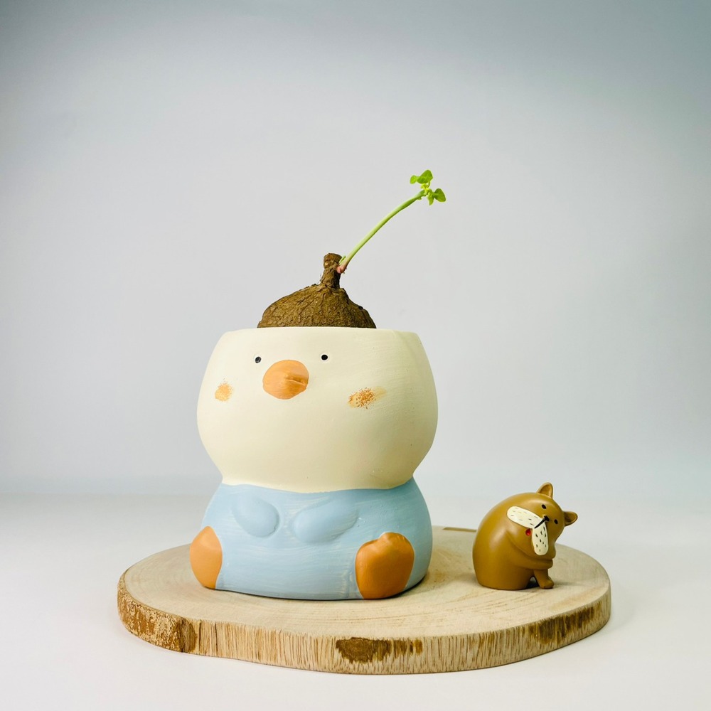 花盆王 知雨若泥 胖胖小鳥花盆陶瓷盆栽植物花瓶多肉花器 筆筒文具化妝品收納 畢業婚禮佈置辦公室小物生日禮物DIY台灣-細節圖3