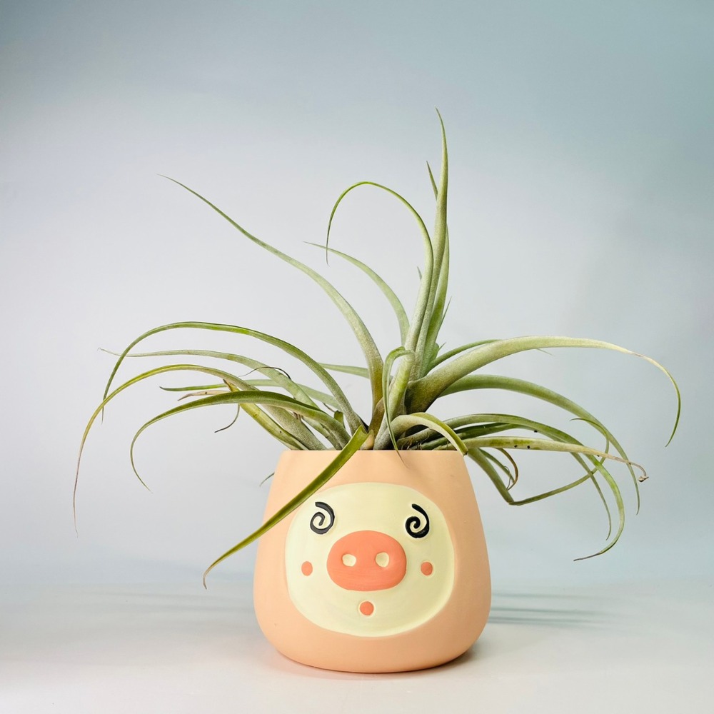 花盆王 知雨若泥 小豬表情花盆陶瓷盆栽植物花瓶多肉花器 筆筒文具化妝品收納 畢業婚禮佈置辦公室小物生日禮物DIY台灣-細節圖2