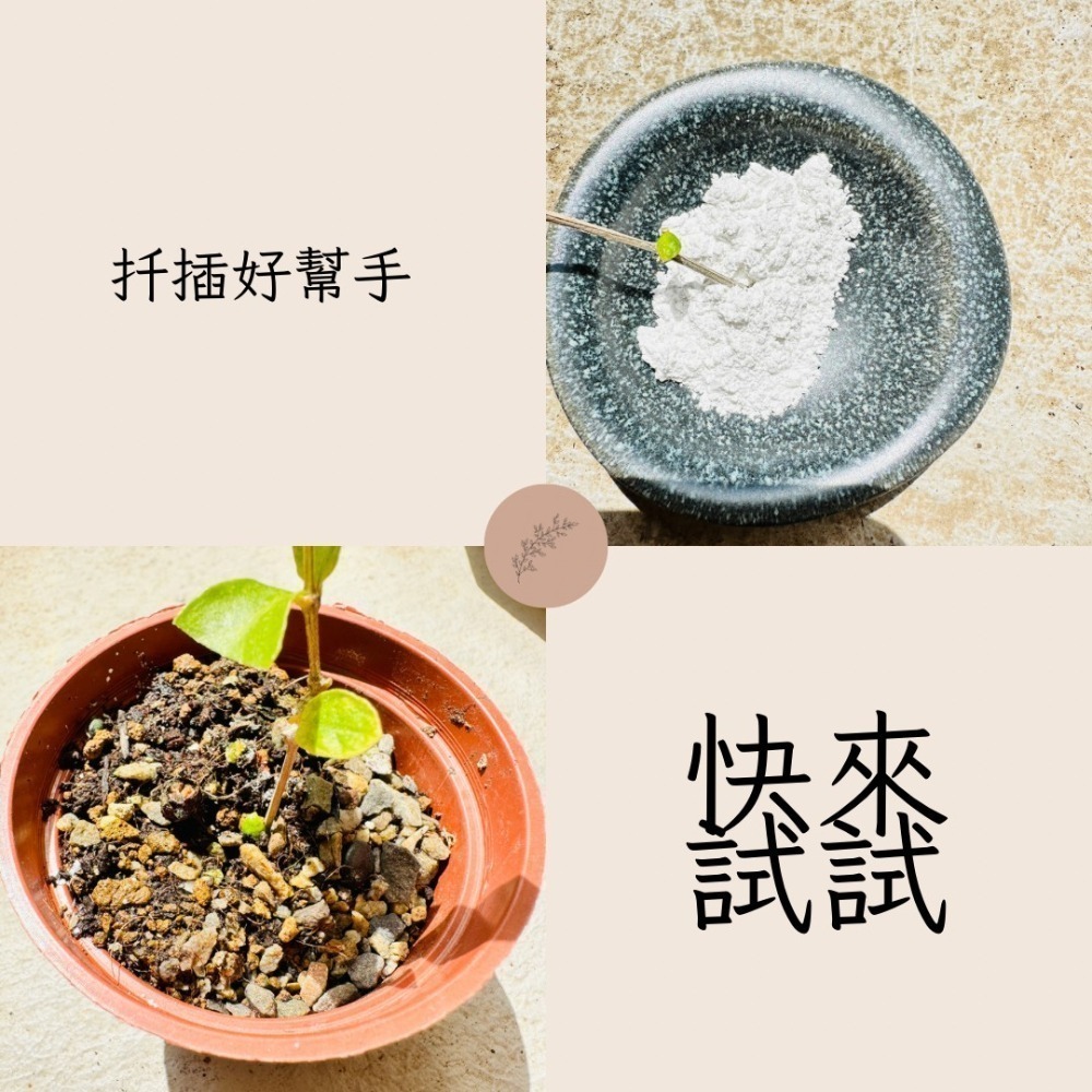 花盆王 知雨若泥 富寶100粉劑 開根 台灣製現貨植物肥料  切口高壓條嫁接扦插 切芽分株多肉塊根蘭花雞蛋花-細節圖2