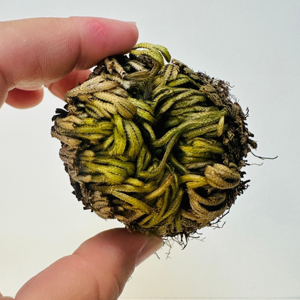 神奇復活草 復活花 耶利哥的玫瑰 聖瑪麗之花-細節圖2