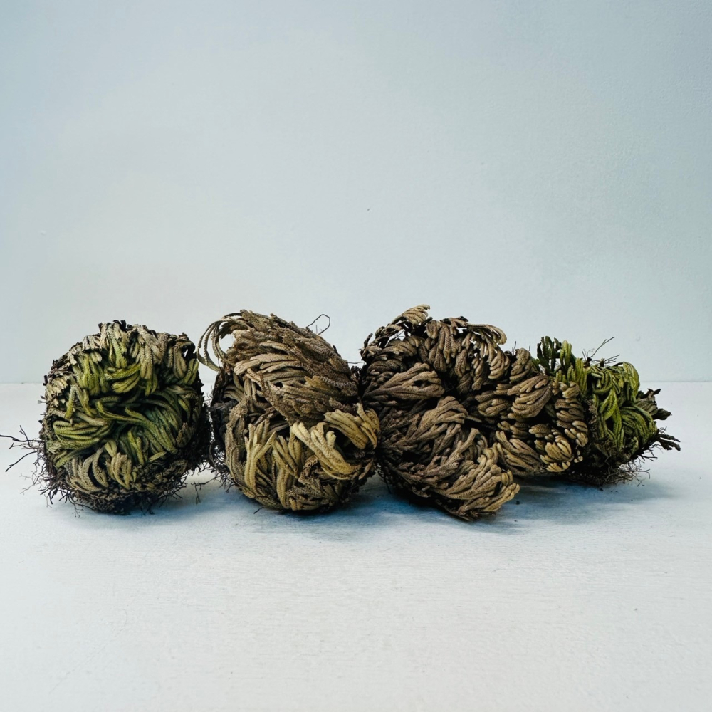 神奇復活草 復活花 耶利哥的玫瑰 聖瑪麗之花-細節圖5